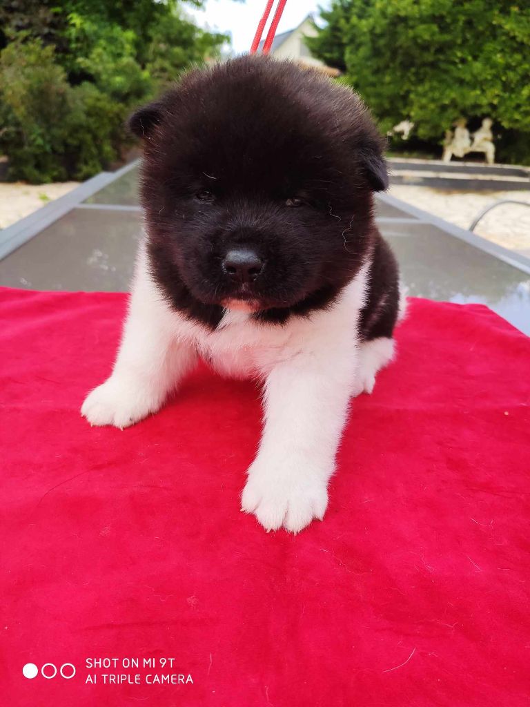 Marie Françoise Debrix - Akita americain - Portée née le 26/06/2023