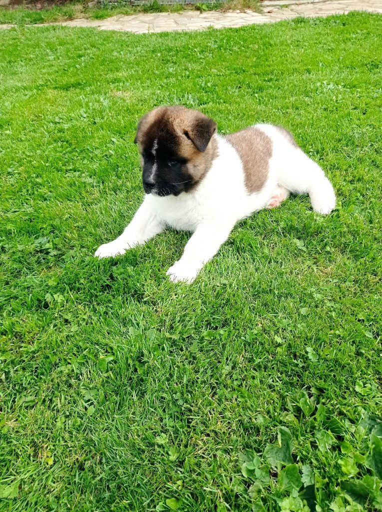 Marie Françoise Debrix - Akita americain - Portée née le 26/06/2023